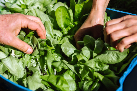Stock photo of many hands cultivating plants in the garden during sunny day. Gardening concept.