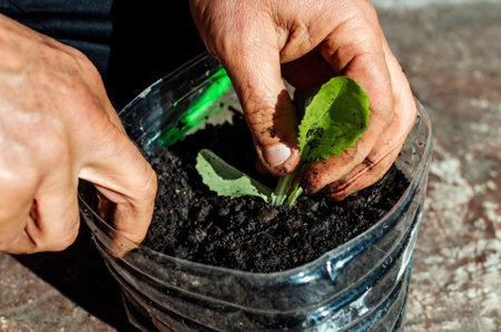 Stock photo of man hands cultivating plants in the garden during sunny day. Gardening concept.