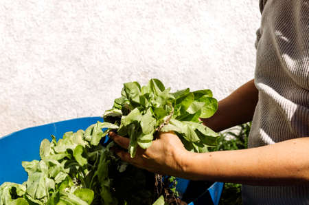 Stock photo of two hands cultivating plants in the garden during sunny day. Gardening concept.の写真素材