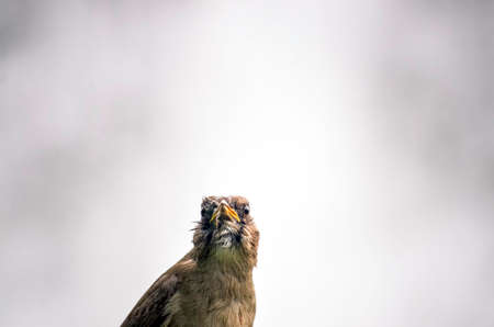 Stock photo of a bird looking at the camera with clouds at the background.の写真素材