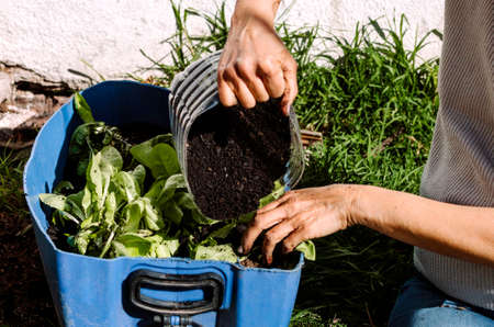 Stock photo of two hands cultivating plants in the garden during sunny day. Gardening concept.の写真素材