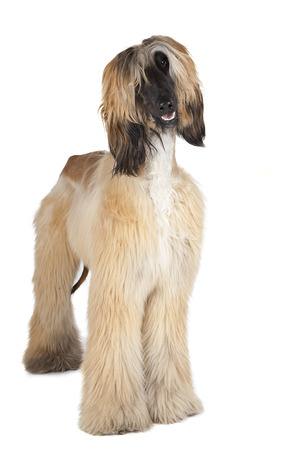 afghan hound on white backgroundの写真素材
