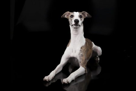 the whippet on a black backgroundの写真素材