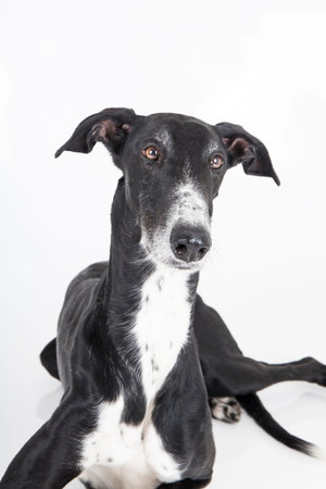 portrait of a greyhound on a white backgroundの写真素材