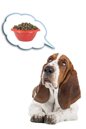 Basset hound dreams of a bowl of foodの写真素材