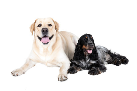 two dogs (Labrador Retriever and English Cocker Spaniel) on a white background