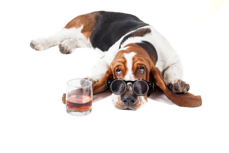 Dog (Basset with a glass of whisky on a white background in the Studioの写真素材