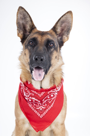German shepherd with an apple in studioの写真素材
