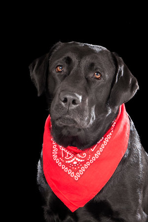 Labrador retriever on a black background in studioの写真素材