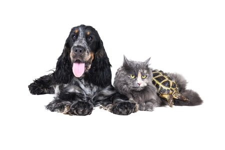 dog cat and turtle on a white background.の写真素材