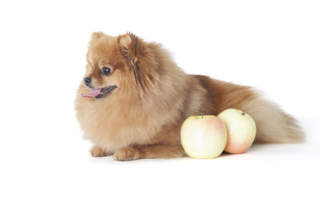 Pomeranian dog breed with two apples on a white background in studioの写真素材