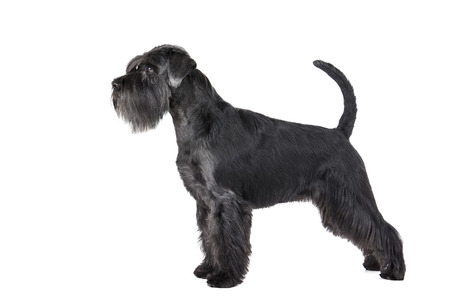 Schnauzer standing on a white background in studioの写真素材