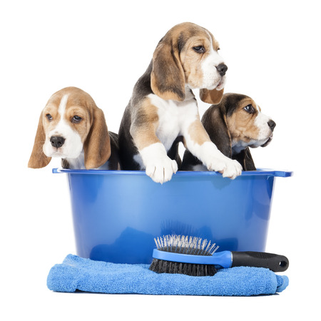 beagle puppies in a basin on a white background in studioの写真素材