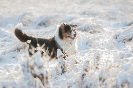 A dog of the Australian shepherd breed playsの写真素材