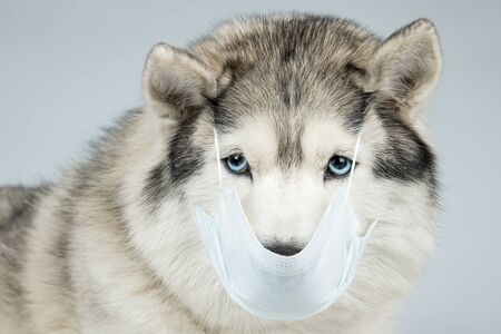 A dog in a medical mask. Siberian Husky with blue eyes.Pandemicの写真素材