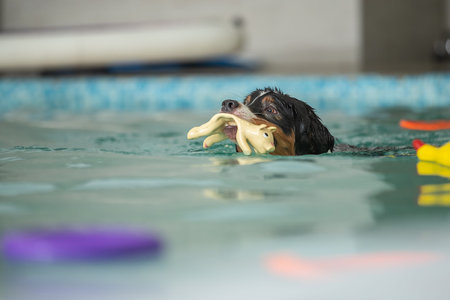 A dog swims in a pool with a toy. Sports event in the waterの写真素材