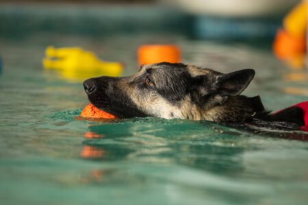 A dog swims in a pool with a toy. Sports event in the waterの写真素材