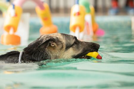 A dog swims in a pool with a toy. Sports event in the waterの写真素材