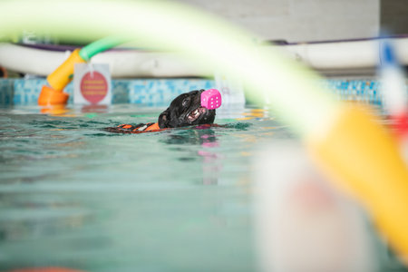 A dog swims in a pool with a toy. Sports event in the water