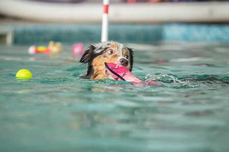 A dog swims in a pool with a toy. Sports event in the waterの写真素材