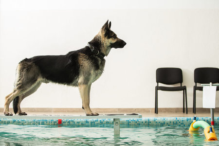 The dog stands and jumps with a toy in the poolの写真素材