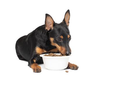 Cute Zwergpinscher puppy with a bowl of dry food on a white backgroundの写真素材
