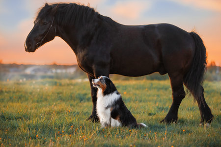 A dog and a horse. Friendship of a dog and a horse in natureの写真素材
