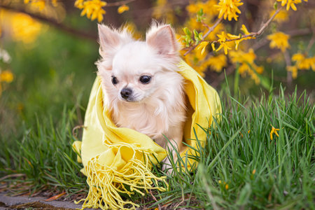 Portrait of a beautiful chihuahua in a yellow scarf in yellow flowers.の写真素材