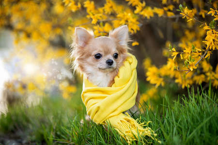 Portrait of a beautiful chihuahua in a yellow scarf in yellow flowers.の写真素材