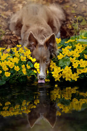 Portrait of a beautiful Border Collie in yellow flowers.の写真素材