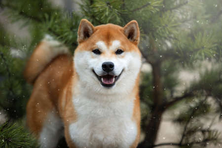 A beautiful dog of the Shiba Inu breed in the winter in the forest.の写真素材