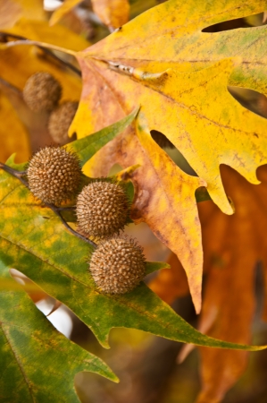 Autumn leavesの写真素材
