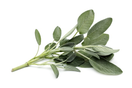 sprig of sage on white backgroundの写真素材
