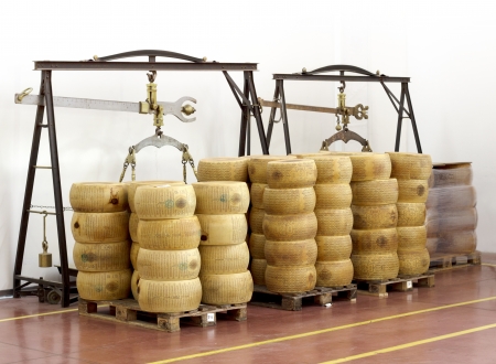 wheels of cheese on a precision scaleの写真素材