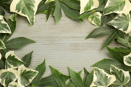  ivy and maple leaves on aged wood backgroundの写真素材