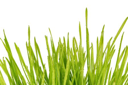 Raindrops on blades of grass isolated on whiteの写真素材