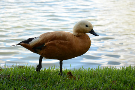 Brown duck walking on the lawn at the lakeside