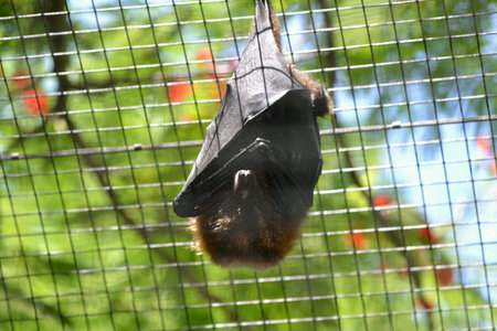 Bat