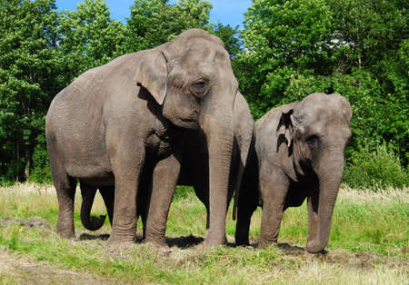 elephantsの写真素材