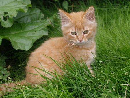 ginger kitten on the grass in the garden, closeup photoの写真素材