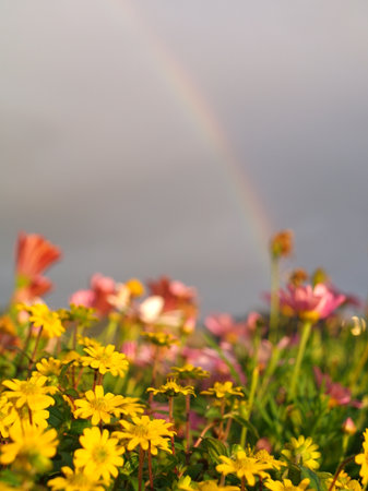 Rainbow over the flowers in the garden with copy space for textの写真素材
