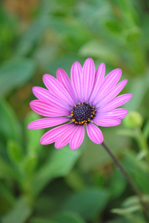purple daisy flower in the garden, closeupの写真素材