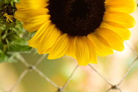 Sunflower close-up on a background of green grass. Selective focus.の写真素材