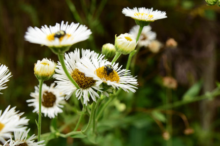 White daisies in the meadow, close up of flowers