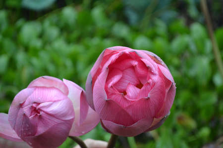 Pink lotus blossomsの写真素材
