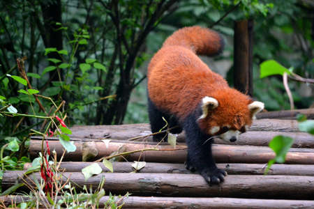 Red pandaの写真素材