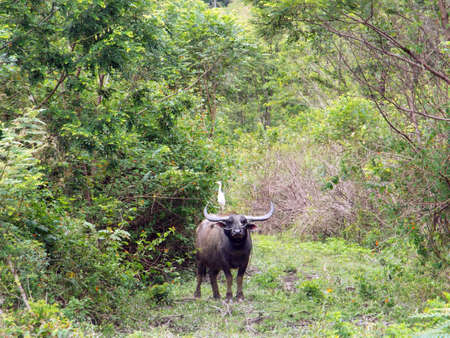 Pulau Samosir, Lake Toba, Sumatra, Indonesia, January 12, 2018: Buffalo with a bird on its back near Lake Toba, Pulau Samosir. Indonesiaのeditorial素材