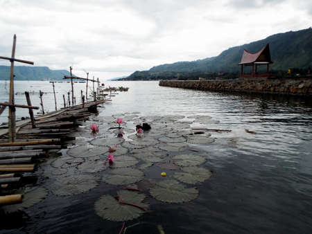 Pulau Samosir, Lake Toba, Sumatra, Indonesia, January 13, 2018: Lotus flowers next to a jetty on Lake Toba, Pulau Samosir. Indonesiaのeditorial素材