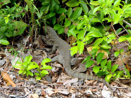 Pulau Ubin, Singapore, March 5, 2016: An monitor lizard in Pulau Ubin, Singaporeのeditorial素材