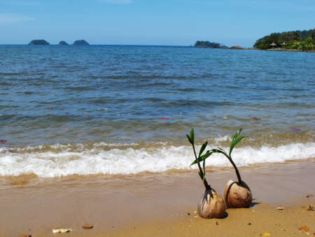 Two coconuts grow on Lonely beach, Koh Chang Island. Thailandの写真素材